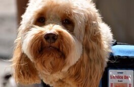 service-dog-1633976_1280-1